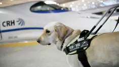 Seekor anjing menunggu untuk menaiki kereta di Stasiun Kereta Selatan Baoji di Baoji, Provinsi Shaanxi, China pada 12 Januari 2020. Anjing-anjing pemandu dilatih untuk beradaptasi dengan kereta peluru guna membantu para penumpang tunanetra selama arus mudik Tahun Baru Imlek. (Xinhua/Li Yibo)