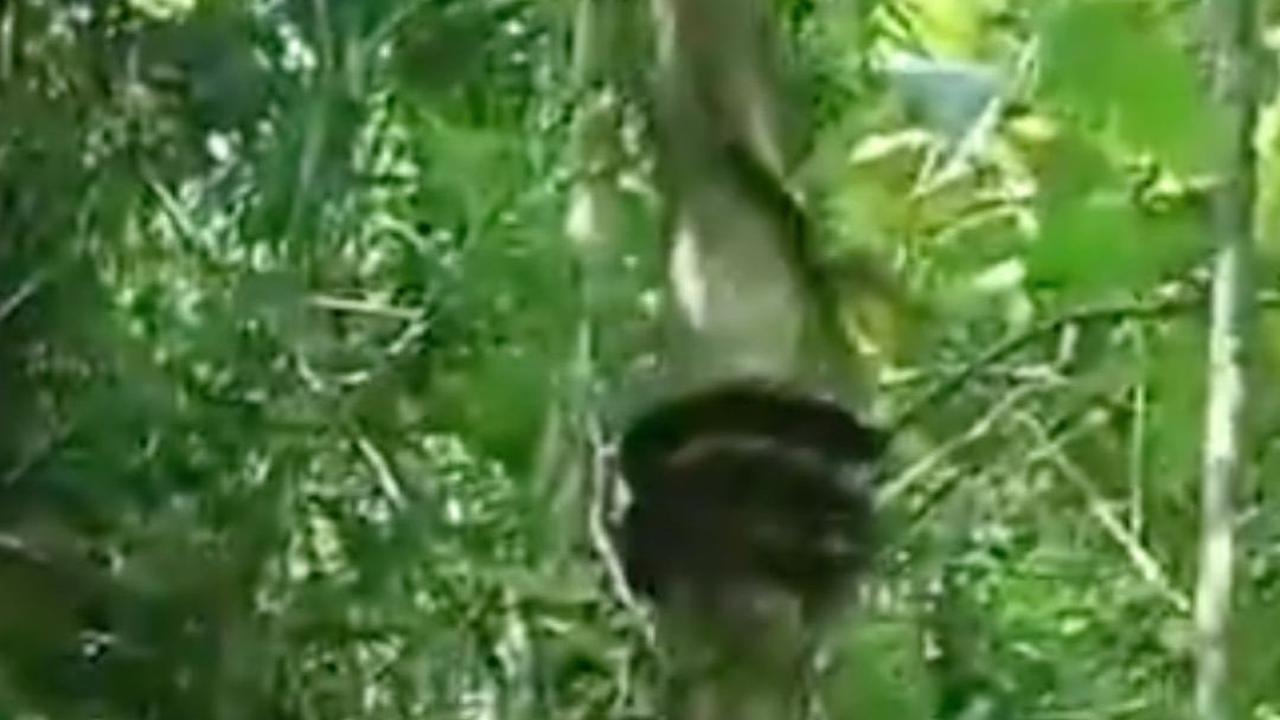 Bukan Cuma Monyet, Ternyata Ular Piton juga Jago Panjat Pohon