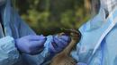 Dokter departemen satwa liar India mengumpulkan sampel usap dari bebek di taman Manda di Jammu, India (7/1/2020).  Di negara bagian utara Himachal Pradesh melaporkan kasus flu burung, sekitar 2.400 burung migrasi kebanyakan angsa ditemukan mati di sekitar bendungan Pong Dam. (AP Photo/Channi Anand)