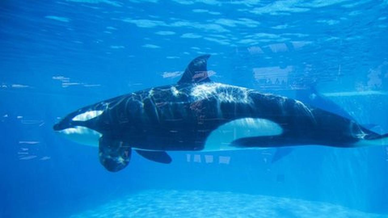 Bukan predator paling mematikan di laut