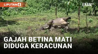 Seekor Gajah betina yang diperkirakan berusia tiga tahun ditemukan mati di Desa Karang Ampar, kecamatan Ketol, Aceh Tengah. Dugaan sementara gajah tersebut mati karena keracunan.