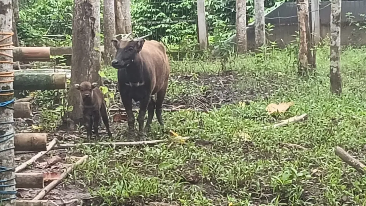 Bayi anoa berusia 8 hari bersama induknya Anara, Senin (17/7/2023), saat berada di kandang di kawasan ABC Manado. (Foto: Yoseph Ikanubun/Liputan6.com)