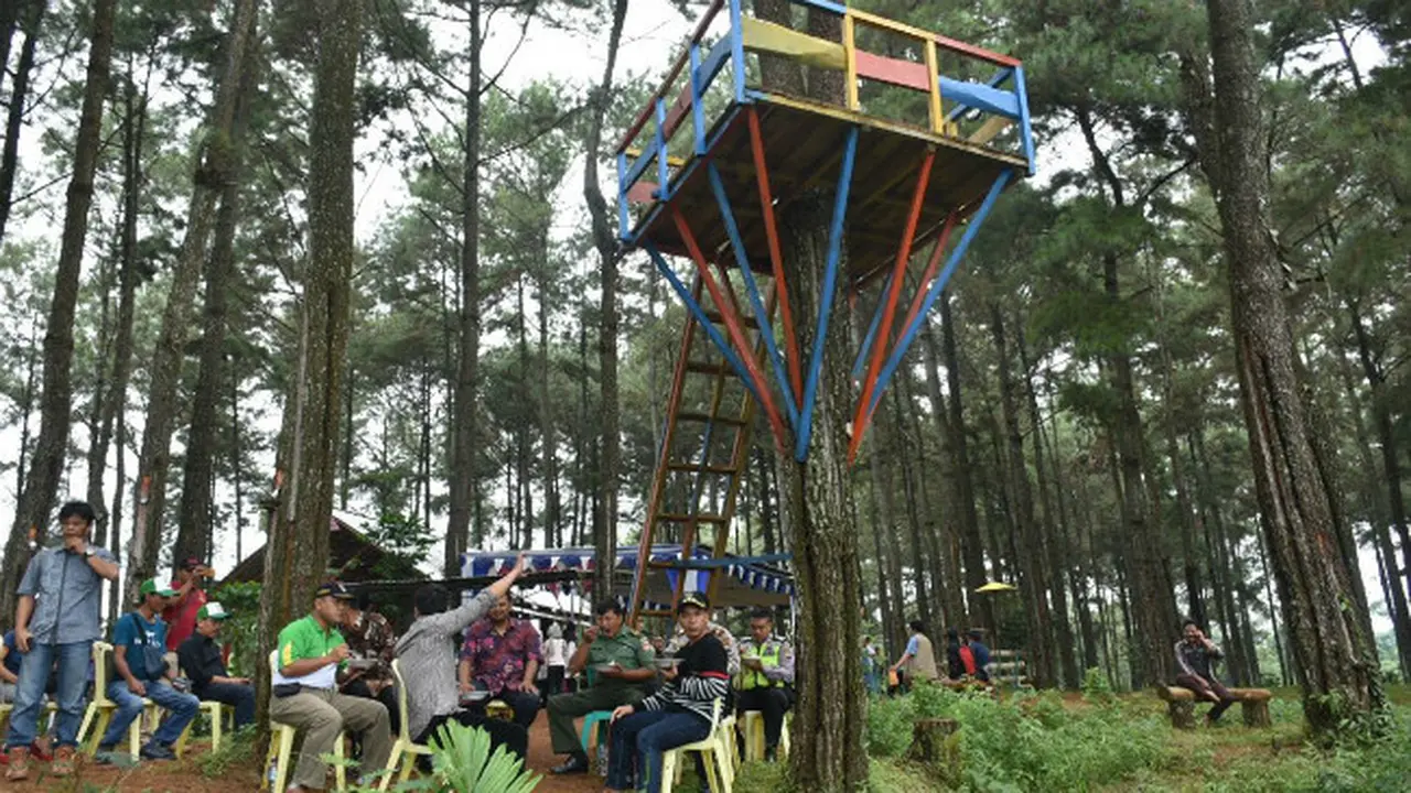 Pegunungan Pinus di Batang