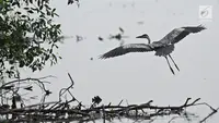 Burung residen Cangak Abu (Ardea cinerea) terlihat di kawasan Hutan Lindung Angke Kapuk, Jakarta, Sabtu (11/5/2019). Komunitas anak muda Yayasan KEHATI Biodiversity Warriors bersama Accenture melakukan pengamatan burung air di Hutan Lindung Angke Kapuk Liputan6.com/Herman Zakharia)