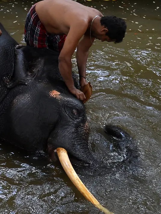 Pawang mencuci seekor gajah di Kolombo (9/8). Penduduk desa membalas dengan membantai hampir 1.200 dari binatang buas. (AFP Photo/Lakruwan Wanniarachchi)