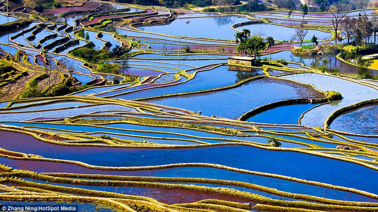 Indahnya Sawah di Cina yang Dikira Lukisan