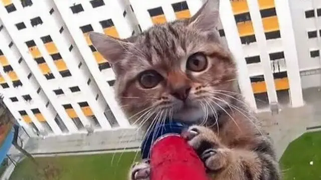 Damkar Selamatkan Kucing
