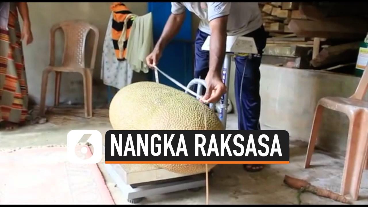 VIDEO: Penampakan Nangka Raksasa dengan Berat Lebih dari 50 Kg