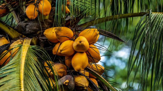 Ilustrasi buah kelapa kuning