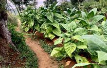 Tangguh Hadapi Ancaman Anomali Cuaca hingga Penyakit, Begini Cara BRIN Dorong Percepatan Produksi Tembakau di Indonesia