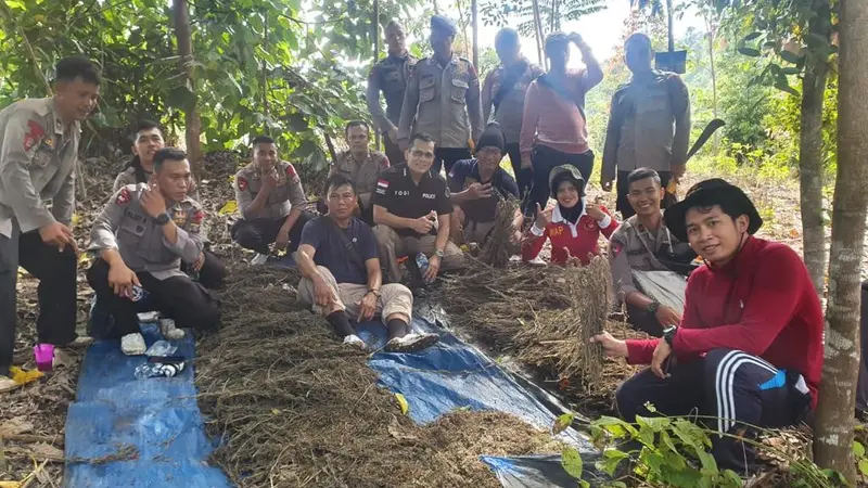 Direktorat IV Tindak Pidana Narkoba Bareskrim Polri mengungkap kasus penemuan ladang ganja di Pegunungan Tor Sihite Desa Hutatua Pardomuan, Kecamatan Panyabungan Timur, Kabupaten Mandailing Natal.