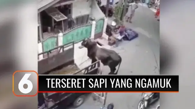 Seekor sapi berukuran besar terlepas dan mengamuk di kawasan padat penduduk, di Kebon Bawang, Tanjung Priok, Jakarta Utara, Senin petang (19/7). Satu orang terluka akibat terseret sapi yang mengamuk.