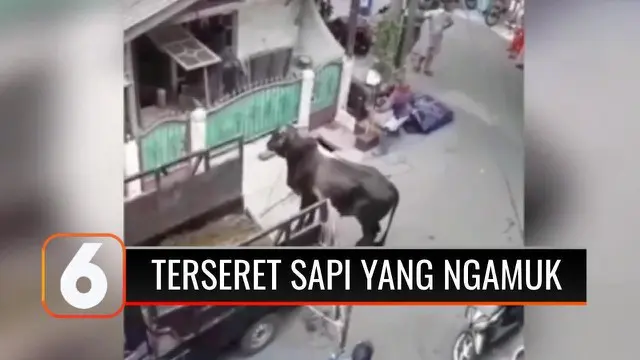 VIDEO: Satu Orang Terseret Sapi Berukuran Besar yang Ngamuk di Permukiman Padat Penduduk di Jakarta