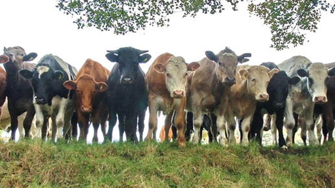 Ini Sapi Pernah Sandang Predikat Paling Berat di Indonesia, Ditawar Rp500 Juta tapi Tak Dijual