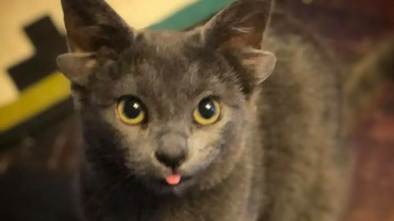 Kucing miliki 4 telinga