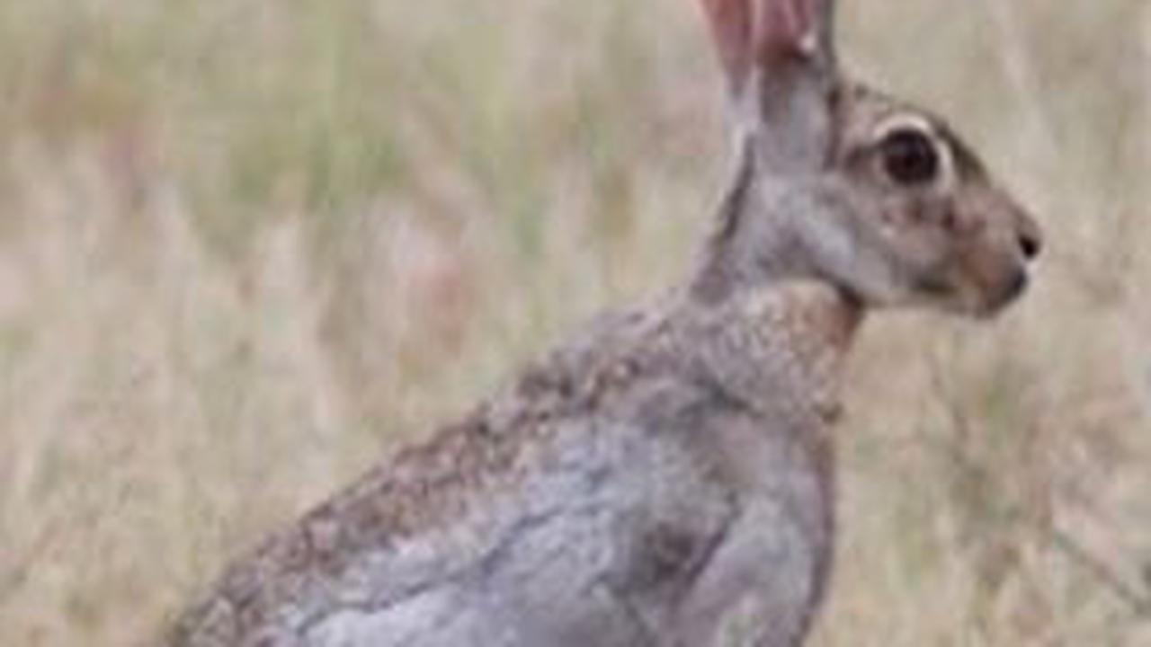 4. Kelinci Antelope<br>