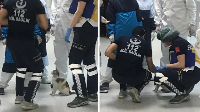 Gemas, Induk Kucing Ini Bawa Sendiri Anaknya yang Sakit ke Rumah Sakit