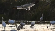 Kawanan burung migran termasuk burung jenjang putih (white crane) dan angsa mencari makan di lahan basah kawasan konservasi burung jenjang putih Wuxing di tepi Danau Poyang di Nanchang, Provinsi Jiangxi, China timur, pada 18 November. (Xinhua/Zhou Mi)