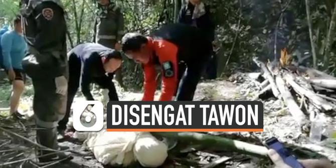 VIDEO: Pemandu Wisata Tewas Disengat Tawon Raksasa