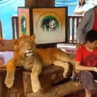 Seekor singa di Taman Safari, Cisarua, sedang mengantuk dipaksa untuk bangun demi memenuhi permintaan foto. Netizen berang!