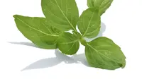 Jangan sepelekan kemangi. Daun hijau dengan aroma khas ini mengandung vitamin penting untuk tubuh. Apa saja?