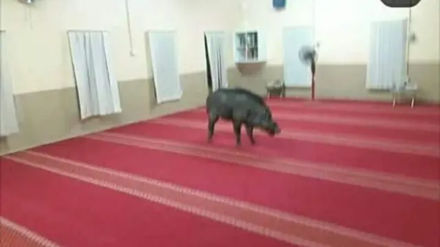 Babi Hutan Masuk Mesjid, Lukai Seorang Jemaah