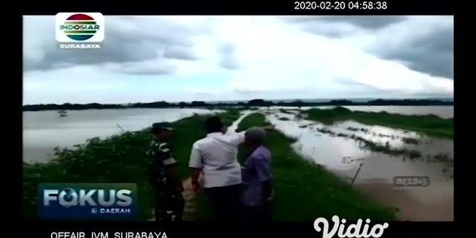 VIDEO: Ratusan Hektar Sawah Terendam Air, Petani Panen Padi Lebih Awal