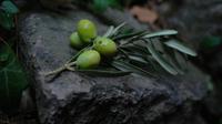Buah zaitun. (dok. Unsplash.com/Kris Sevinc)