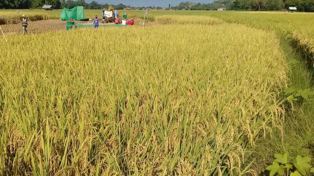Meski Naik Nilai Tukar Petani Masih Di Bawah Titik Rendah
