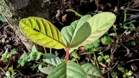 Jangan Sembarangan, Seperti Ini Cara Merebus Daun Jambu Biji yang Tepat untuk Menurunkan Kolesterol