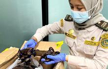 Daging Kelelawar Ilegal Diselundupkan di Tengah Waspada Virus Nipah, Ditumpuk Dalam Puluhan Kilo Ikan Asin