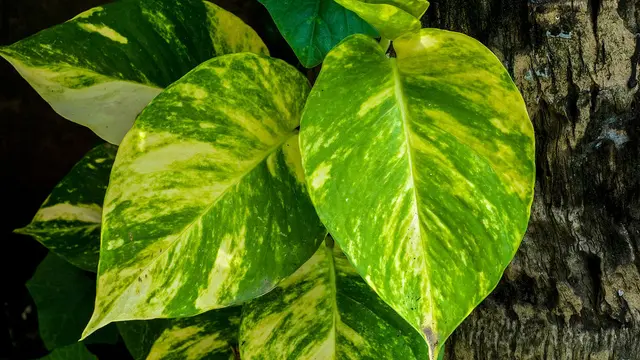 7 Tanaman Hias yang Berfungsi Untuk Membersihkan Udara
