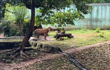 Cek Harimau di Ragunan, Pramono Anung: Kondisinya Sehat dan Gemuk