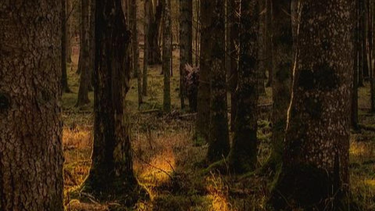 Menguak Misteri Suku Mante, Kelompok Manusia Kerdil yang Mendiami Hutan Aceh