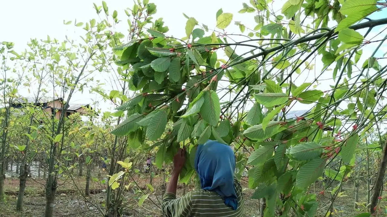 Kratom