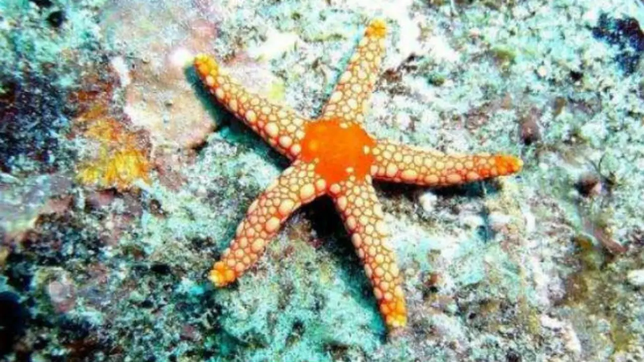 Ilustrasi bintang laut (Wikimedia Commons)