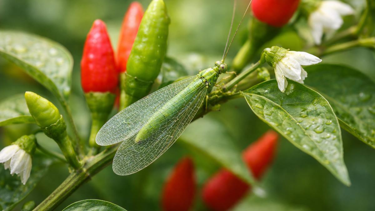 5 Jenis Ternak Serangga yang Bisa Ditanam Bersama Tanaman