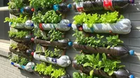 7 Cara Menanam Sayur di Rumah Tanpa Lahan Pakai Barang Bekas dengan Teknik Modern