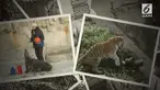 Seorang wanita mengalami kejadian nahas. Saat ia akan memberikan makan seekor harimau, dirinya malah diterkam.