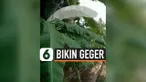 DAUN PISANG BERWARNA PUTIH BIKIN GEGER, DISEBUT MIRIP KAIN KAFAN