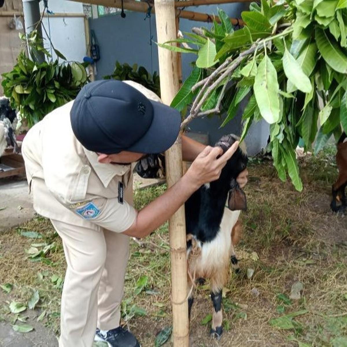 Jelang Idul Adha, Distan Mataram Intensifkan Pemeriksaan Kesehatan Hewan Kurban