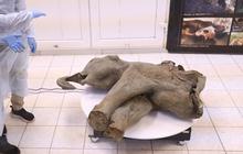 FOTO: Penampakan Bayi Mammoth Ditemukan di Bawah Lapisan Es Abadi Yakutia, Awet Meski Terkubur 50 Ribu Tahun