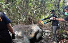 Polres Pelalawan Selidiki Kematian Gajah Tanpa Kepala di Areal Konsesi