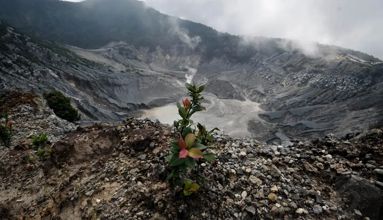 Keindahan alam ini menjadikan Tangkuban Perahu sebagai wisata alam favorit Provinsi Jawa Barat. (Liputan6.com/Johan Tallo)