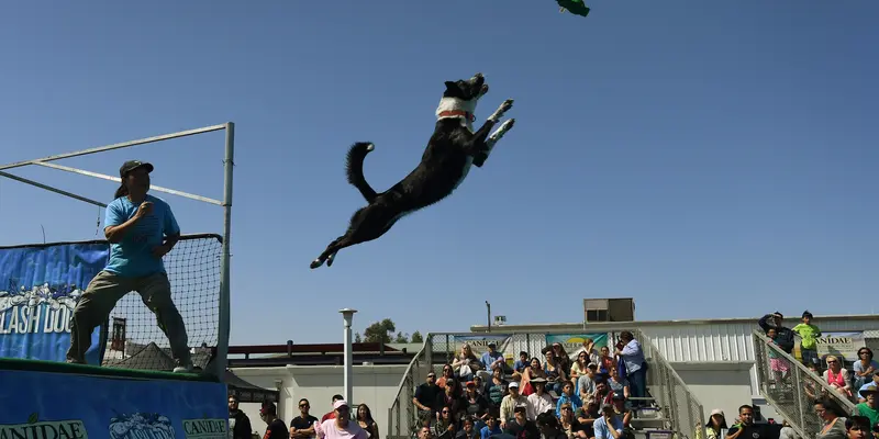 Menonton Para Anjing Unjuk Ketangkasan di Kompetisi Splash Dogs