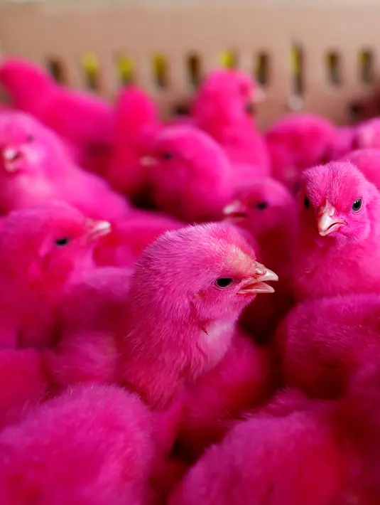 Anak ayam warna-warni saat ditawarkan penjual di pasar unggas kecil di Jakarta 18 Mei 2016. Menggunakan pewarna tekstil untuk hewan ini sebenarnya sangat membahayakan bagi tubuh hewan apalagi bila dipegang oleh anak-anak.  (REUTERS / Darren Whiteside)