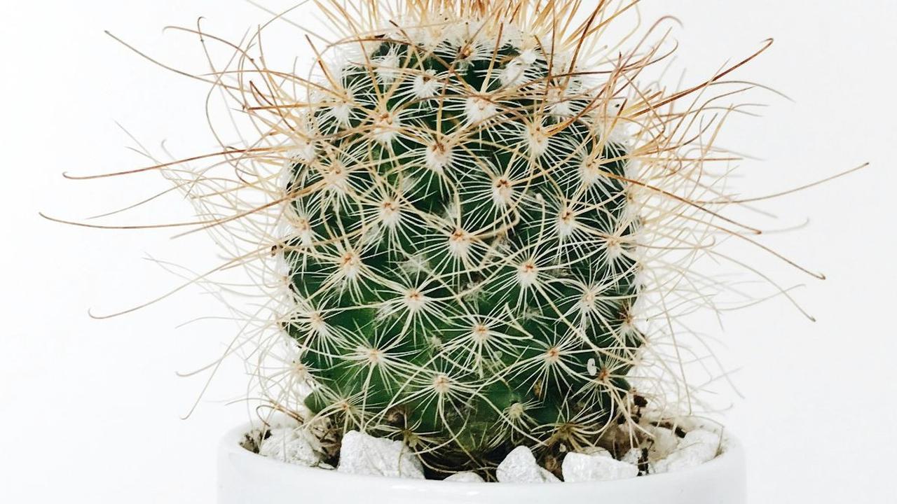 7 Tips Merawat Kaktus Mini Indoor, Lakukan Ini agar Tetap Tumbuh Subur
