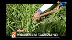 Ratusan hektar sawah di Maluku terancam gagal panen akibat kemarau panjang.