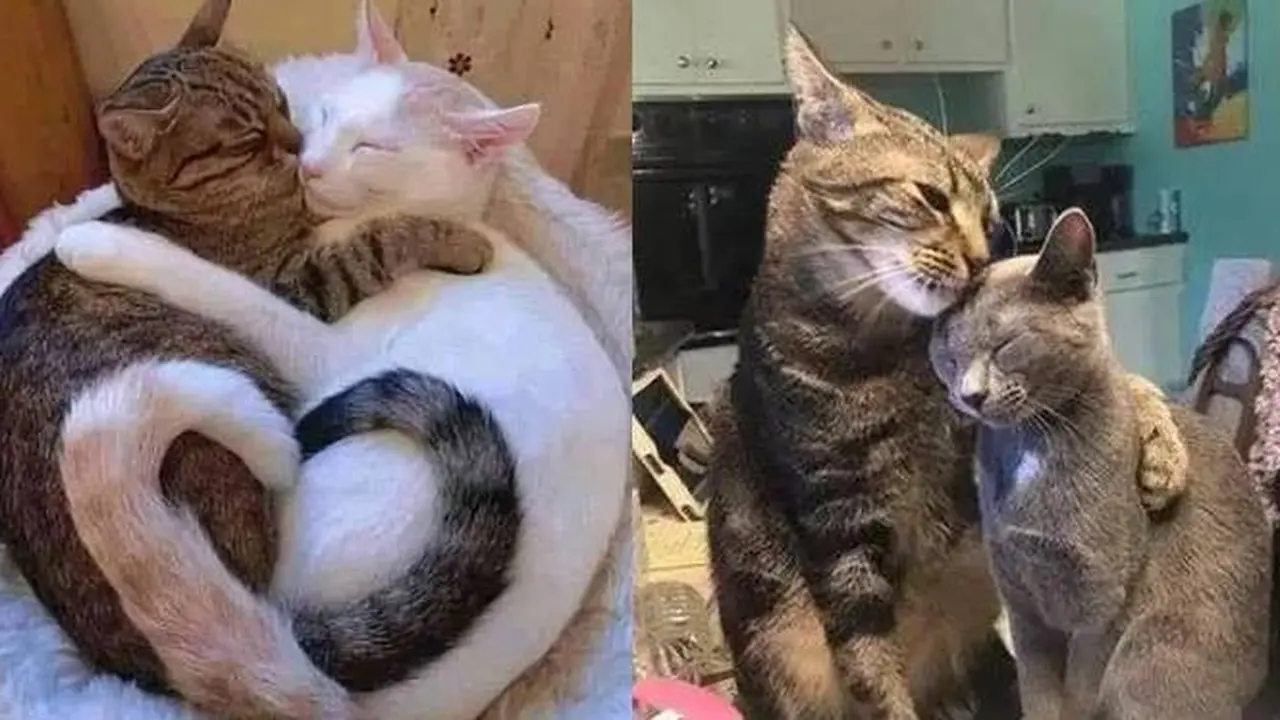 8 Potret Kocak Kucing Ketahuan Lagi Bermesraan Ini Bikin Geleng Kepala
