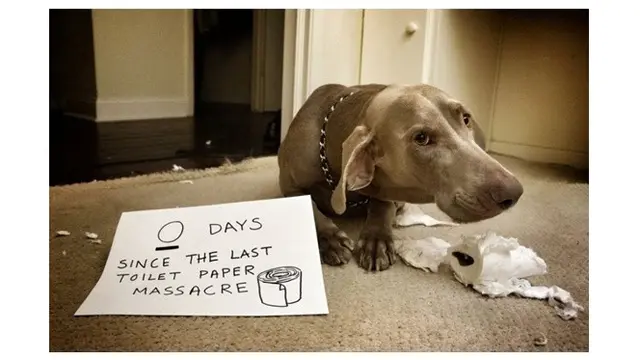 Ekspresi Anjing Saat Merusak Barang Majikannya Ini Bikin Geleng Kepala